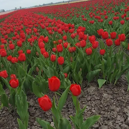 Beemsterlust Bed & Breakfast Westbeemster