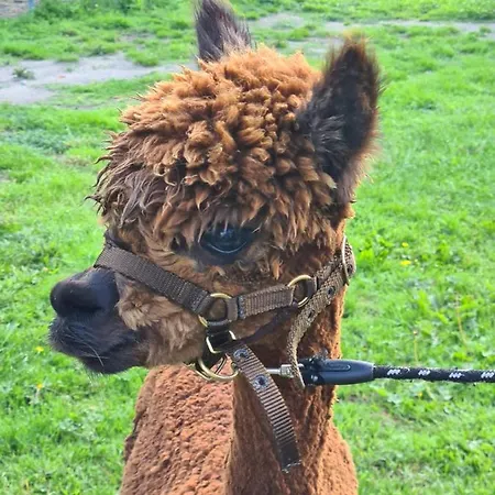 Bed & Breakfast Beemsterlust