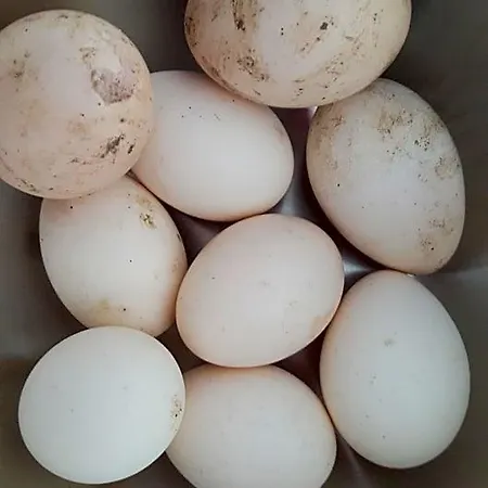 Frühstückspension Beemsterlust *