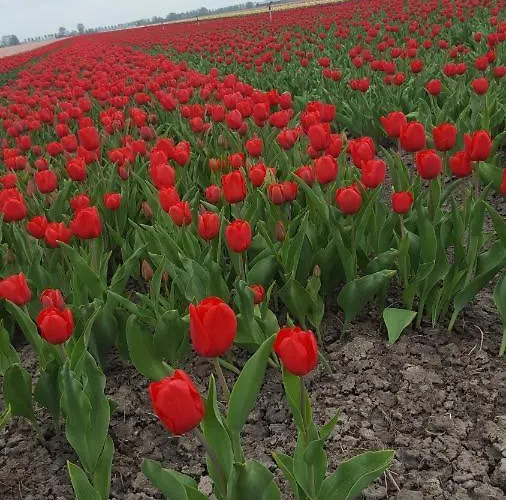 Beemsterlust ベッド・アンド・ブレックファスト Westbeemster