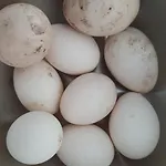 Beemsterlust * Westbeemster