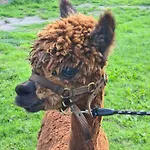 Bed & Breakfast Beemsterlust