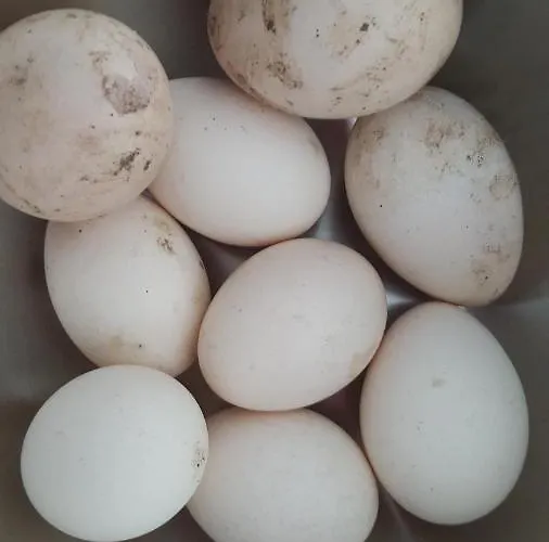 Beemsterlust * Westbeemster