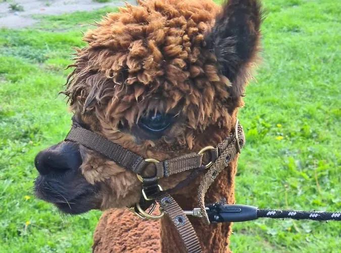 Bed & Breakfast Beemsterlust